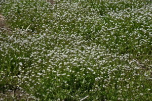 Lawn Care in Falmouth