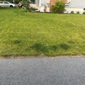 green grass bourne