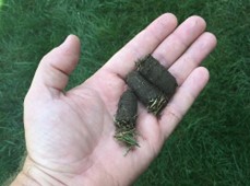 lawn aeration