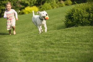 weed control service Westfield