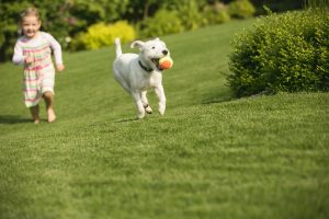 girl chasing dog on front lawn managed by our lawn service experts for lawn aeration in Carmel