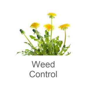 weed control in Westfield
