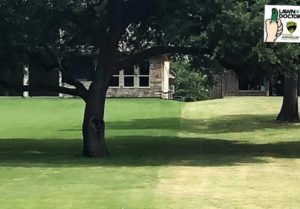 Local Lawn Care Service in Benbrook
