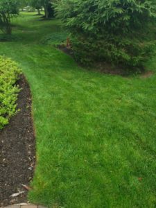 Blue Bell lawn after power seeding from Lawn Doctor of Doylestown