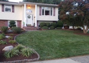 Lawn Treatment in Ambler: Options for Struggling Turf