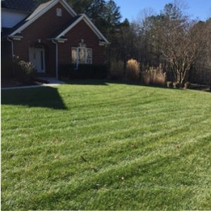 healthy green grass from lawn aeration services