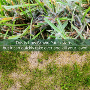 fungus prevention program