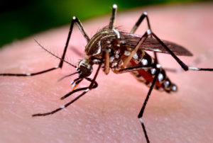 close up of mosquito prior to providing Mosquito Control in Franklin