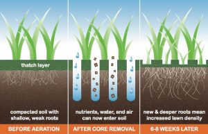 lawn aeration infographic