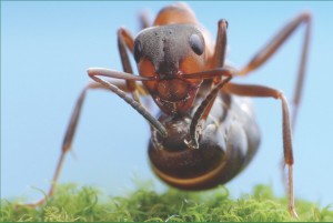 close up of ant treated by lawn treatment in Columbia