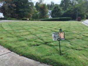 green mowed lawn services in Columbus grass