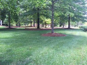 a healthy looking lawn showing lawn care in Columbus
