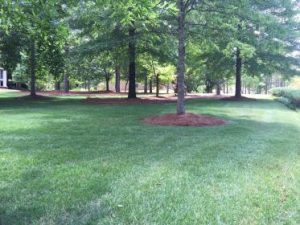 a healthy looking lawn