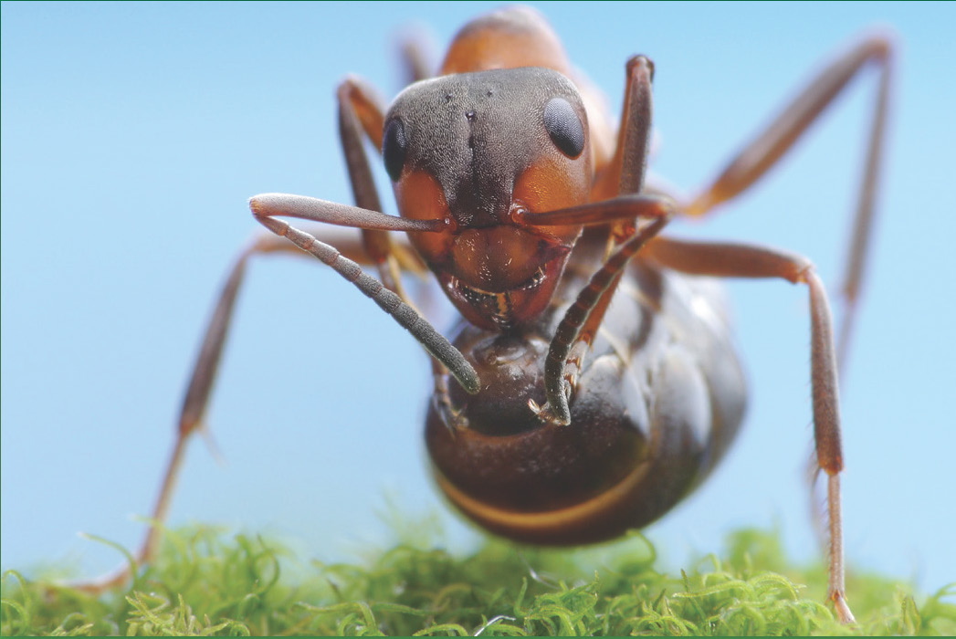 fire ant lawn treatment services 