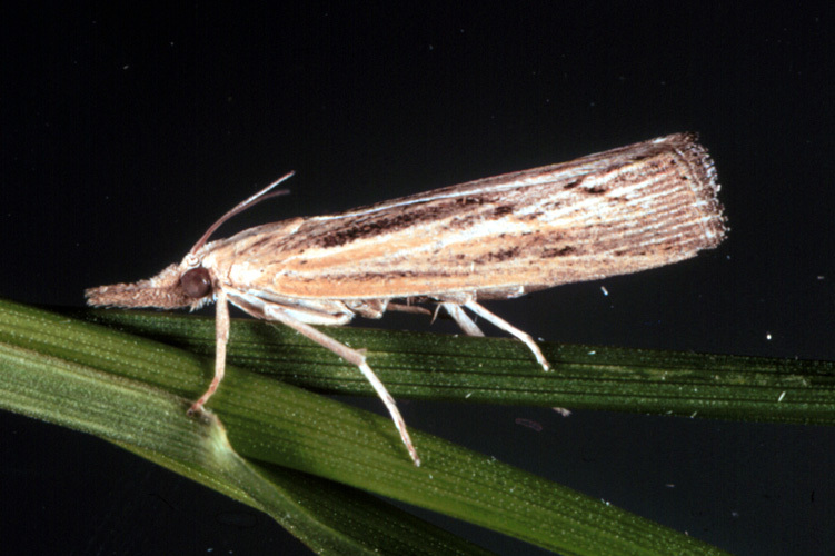 picture of adult moth showing the need for sod web worm control