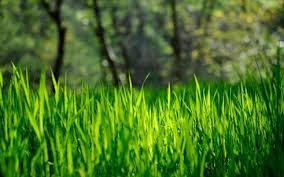 Spring Lawn Care in Cypress