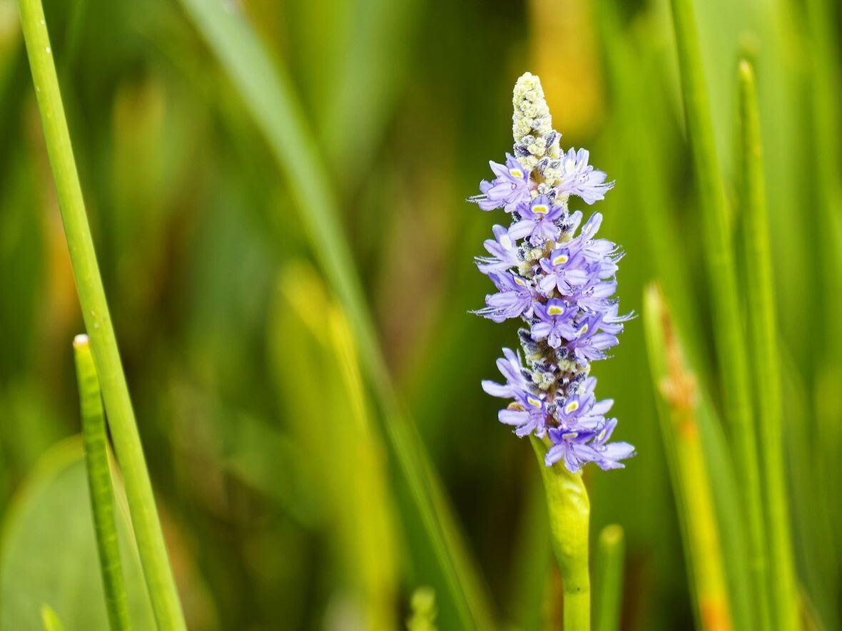 spring lawn care in Copperfield