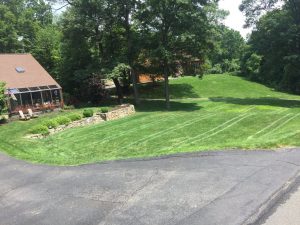 green grass treated by lawn services in Danbury