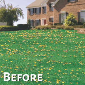 Green Grass in Madison, AL