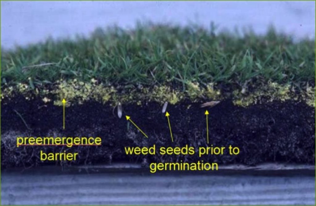 It’s Time To Apply PreEmergent On Your Lawn! Lawn Doctor of Denton