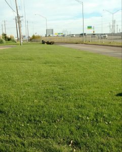 green grass lawn care in Edmond