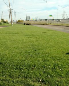 Green Grass in Yukon