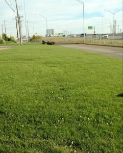 A picture of a green yard after Lawn Doctor of Edmond-OKC's treatment for lawn services in Edmond