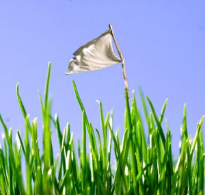 Extreme closeup of blades of grass with tiny white flag from Our Lawn Care Service in Edmond.