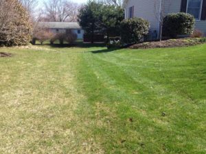 Weed Control in Collinsville