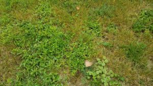 Weeds removal services and lawn service Wildwood