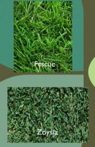About your lawn - 2 