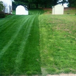 grass treated for spring time lawn care in Carroll County