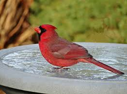 bird sitting on bird bath