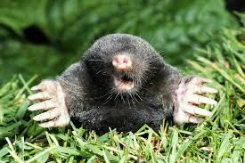 mole control