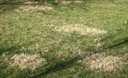 patch of grass