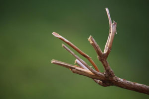 tree branch