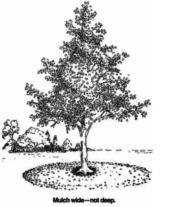 tree diagram
