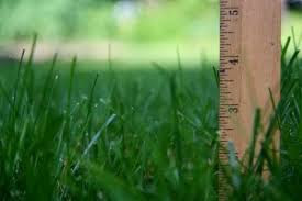 Green grass after Lawn Doctor provided Lawn Care Services in Sykesville