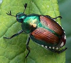 Tick Control In Finksburg