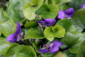 Wild Violet