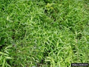 Weed Control in Finksburg