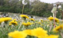 dandelions that need lawn weed control services