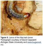 Emerald Ash Borer
