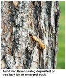 Emerald Ash Borer on tree bark
