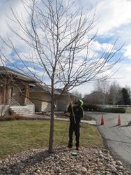 tree removal expert at work