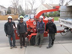 tree removal team