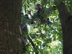 team member sitting in tree