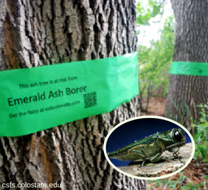 tree infested with emerald ash borer