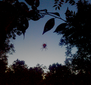 spider hanging from tree