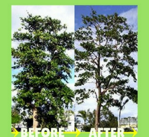 tree pruning before and after